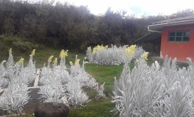 HACIENDA AGRICOLA GANADERA 700 Ha, DE OPORTUNIDAD