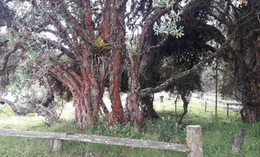 HACIENDA AGRICOLA GANADERA 700 Ha, DE OPORTUNIDAD