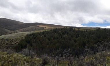 HACIENDA AGRICOLA GANADERA 700 Ha, DE OPORTUNIDAD