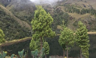 HACIENDA AGRICOLA GANADERA 700 Ha, DE OPORTUNIDAD