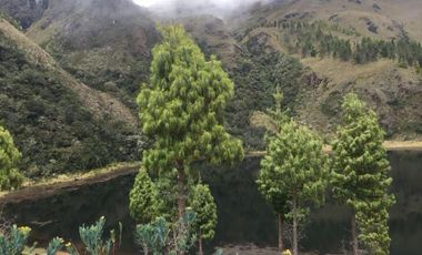 HACIENDA AGRICOLA GANADERA 700 Ha, DE OPORTUNIDAD