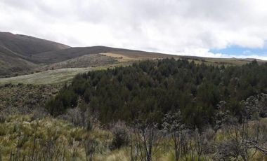 HACIENDA AGRICOLA GANADERA 700 Ha, DE OPORTUNIDAD