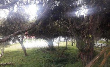 HACIENDA AGRICOLA GANADERA 700 Ha, DE OPORTUNIDAD