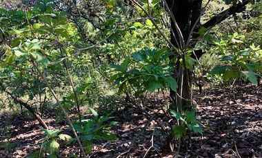 Terreno en Venta en Fraccionamiento Residencial Campestre El Roble