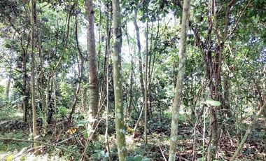 Jual Tanah 4.000 m2 di Desa Gelam, Cipocok Jaya, Serang Dekat Perumahan Karisma Gelam Asri