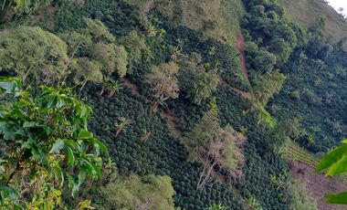 Venta Finca Cafetera en Betulia Antioquia