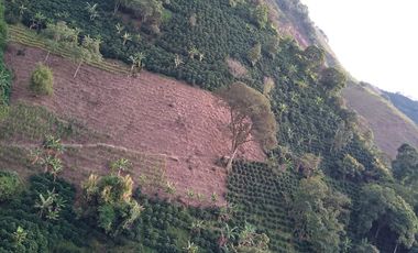 Venta Finca Cafetera en Betulia Antioquia