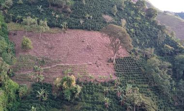 Venta Finca Cafetera en Betulia Antioquia