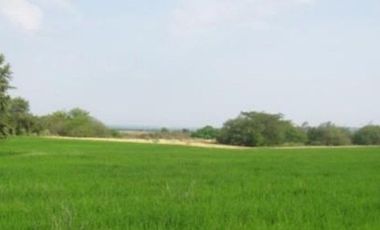 HERMOSA FINCA AGRO GANADERA ALVARADO- PIEDRAS (TOLIMA)