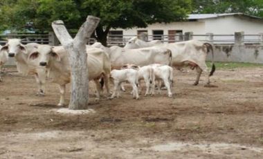 HERMOSA FINCA AGRO GANADERA ALVARADO- PIEDRAS (TOLIMA)