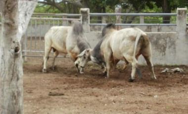 HERMOSA FINCA AGRO GANADERA ALVARADO- PIEDRAS (TOLIMA)