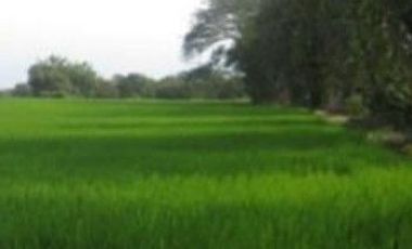 HERMOSA FINCA AGRO GANADERA ALVARADO- PIEDRAS (TOLIMA)