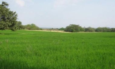 HERMOSA FINCA AGRO GANADERA ALVARADO- PIEDRAS (TOLIMA)
