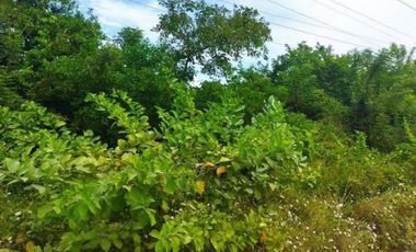 FINCA LA MILAGROSA  - 2136 M2 - SANTA MARTA, MAGDALENA