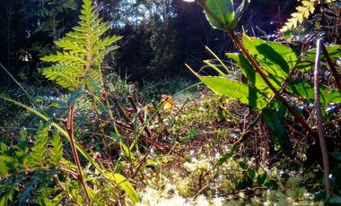 Se Vende Parcela en Puerto Montt / Pichiquillaipe