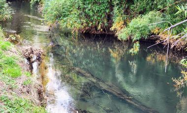 Se vende Hermosa Parcela de 4,08ha en LLifén, Ranco a orilla del río Temuleufu