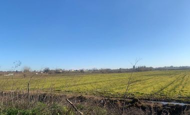 Se vende parcela agrícola 8 hectáreas, Pelarco