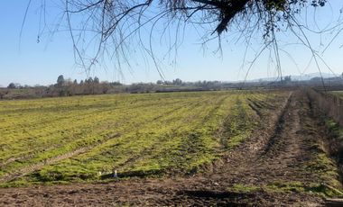 Se vende parcela agrícola 8 hectáreas, Pelarco