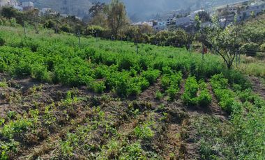 TERRENO EN VENTA EN PINLLO. PARA NEGOCIO O VIVIENDA. AMBATO