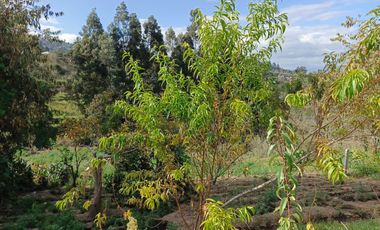TERRENO EN VENTA EN PINLLO. PARA NEGOCIO O VIVIENDA. AMBATO