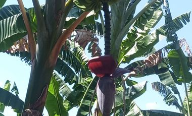 Casa en La union 260 Tarapoto M2 (a 8´de las Cataratas de la pelicula Transformers)