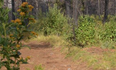 Terrenos en Mazamitla