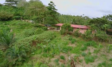 VENDO HACIENDA CON PRODUCCION DE PALMITO - PALMA - POTREROS