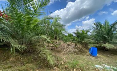 VENDO HACIENDA CON PRODUCCION DE PALMITO - PALMA - POTREROS
