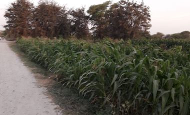 VENDO EXCELENTE OCASIÓN TERRENO AGRICOLA A/T 1.500,000 HECTAREAS EN SAN JUAN BAUTISTA DE CATACAOS EN EL DISTRITO DE CURA MORI  DEPARTAMENTO DE PIURA E