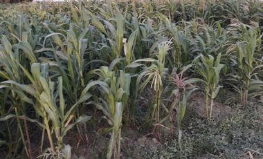 VENDO EXCELENTE OCASIÓN TERRENO AGRICOLA A/T 1.500,000 HECTAREAS EN SAN JUAN BAUTISTA DE CATACAOS EN EL DISTRITO DE CURA MORI  DEPARTAMENTO DE PIURA E