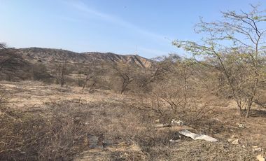 VENDO EXCELENTE OCASIÓN TERRENO AGRICOLA A/T 1.500,000 HECTAREAS EN SAN JUAN BAUTISTA DE CATACAOS EN EL DISTRITO DE CURA MORI  DEPARTAMENTO DE PIURA E