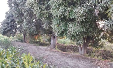 VENDO EXCELENTE OCASIÓN TERRENO AGRICOLA A/T 1.500,000 HECTAREAS EN SAN JUAN BAUTISTA DE CATACAOS EN EL DISTRITO DE CURA MORI  DEPARTAMENTO DE PIURA E