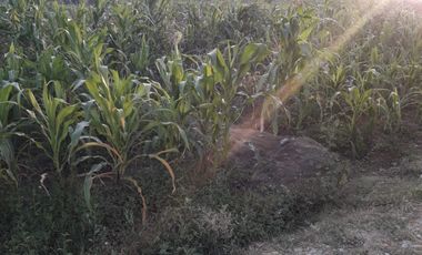 VENDO EXCELENTE OCASIÓN TERRENO AGRICOLA A/T 1.500,000 HECTAREAS EN SAN JUAN BAUTISTA DE CATACAOS EN EL DISTRITO DE CURA MORI  DEPARTAMENTO DE PIURA E