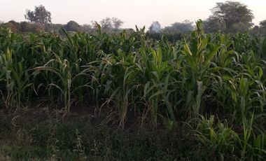 VENDO EXCELENTE OCASIÓN TERRENO AGRICOLA A/T 1.500,000 HECTAREAS EN SAN JUAN BAUTISTA DE CATACAOS EN EL DISTRITO DE CURA MORI  DEPARTAMENTO DE PIURA E