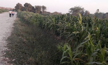VENDO EXCELENTE OCASIÓN TERRENO AGRICOLA A/T 1.500,000 HECTAREAS EN SAN JUAN BAUTISTA DE CATACAOS EN EL DISTRITO DE CURA MORI  DEPARTAMENTO DE PIURA E