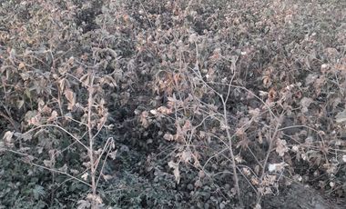 VENDO EXCELENTE OCASIÓN TERRENO AGRICOLA A/T 1.500,000 HECTAREAS EN SAN JUAN BAUTISTA DE CATACAOS EN EL DISTRITO DE CURA MORI  DEPARTAMENTO DE PIURA E