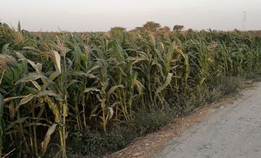 VENDO EXCELENTE OCASIÓN TERRENO AGRICOLA A/T 1.500,000 HECTAREAS EN SAN JUAN BAUTISTA DE CATACAOS EN EL DISTRITO DE CURA MORI  DEPARTAMENTO DE PIURA E