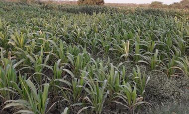 VENDO EXCELENTE OCASIÓN TERRENO AGRICOLA A/T 1.500,000 HECTAREAS EN SAN JUAN BAUTISTA DE CATACAOS EN EL DISTRITO DE CURA MORI  DEPARTAMENTO DE PIURA E
