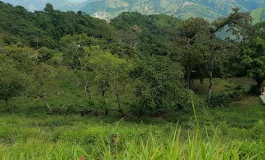 Venta Finca Agrícola y/o Ganado Angelópolis Antioquia