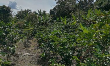Venta Finca Agrícola y/o Ganado Angelópolis Antioquia