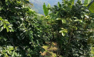 Venta Finca Agrícola y/o Ganado Angelópolis Antioquia