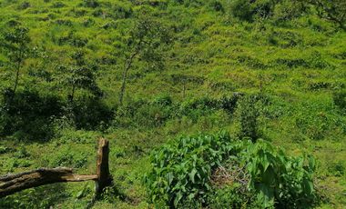 Venta Finca Agrícola y/o Ganado Angelópolis Antioquia