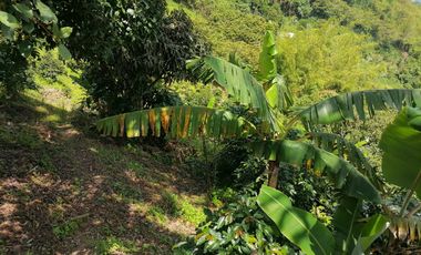 Venta Finca Agrícola y/o Ganado Angelópolis Antioquia
