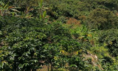 Venta Finca Agrícola y/o Ganado Angelópolis Antioquia