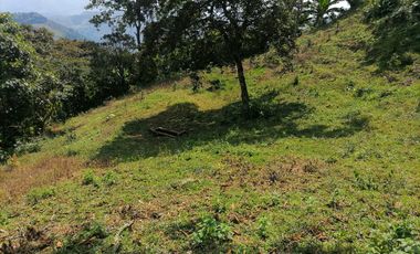 Venta Finca Agrícola y/o Ganado Angelópolis Antioquia