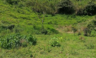 Venta Finca Agrícola y/o Ganado Angelópolis Antioquia