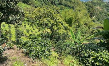 Venta Finca Agrícola y/o Ganado Angelópolis Antioquia