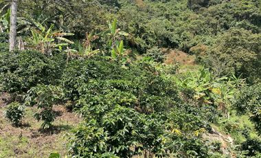 Venta Finca Agrícola y/o Ganado Angelópolis Antioquia
