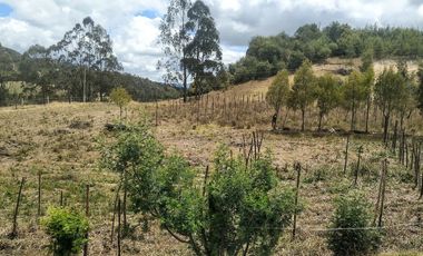 Gran opotunidad de inversión Finca Agro Industrial.