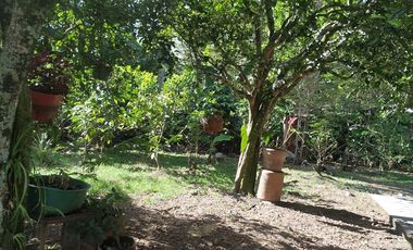 Excelente oportunidad de finca Cafetera produciendo.